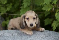 Isaac, a male Miniature Dachshund for sale in Crystal, MI – 1 of 1
