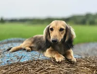 Jingles, a female Dachshund for sale in Crystal, MI – 1 of 1