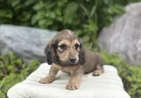 Fee, a male Miniature Dachshund for sale in Crystal, MI – 1 of 1