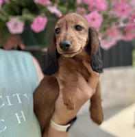 Raline, a female Dachshund for sale in Crystal, MI – 1 of 1