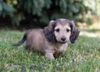 Rem, a male Dachshund for sale in Crystal, MI – 1 of 1