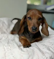 Petunia, a female Miniature Dachshund for sale in Crystal, MI – 1 of 1