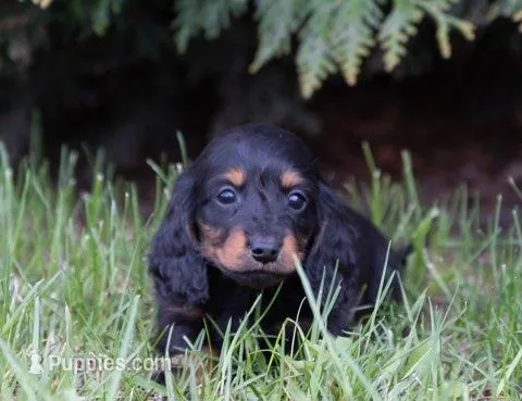 Jagar – Miniature Dachshund puppy for sale in Crystal, MI