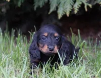 Jagar, a male Miniature Dachshund for sale in Crystal, MI – 1 of 1