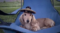 Tug, a male Miniature Dachshund for sale in Crystal, MI – 1 of 1