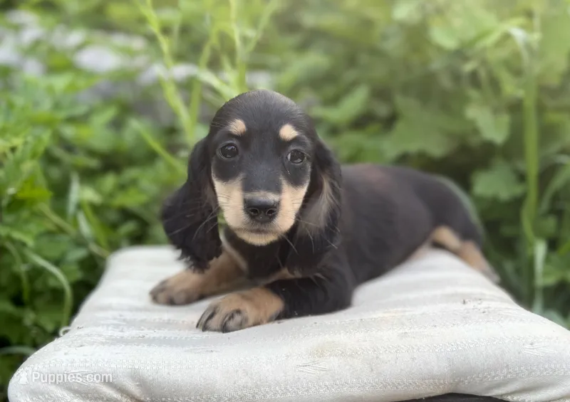 Lydia – Miniature Dachshund puppy for sale in Crystal, MI