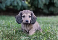 Luce, a male Dachshund for sale in Crystal, MI – 1 of 1