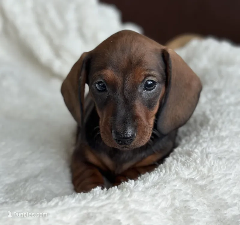 Claret – Miniature Dachshund puppy for sale in Crystal, MI