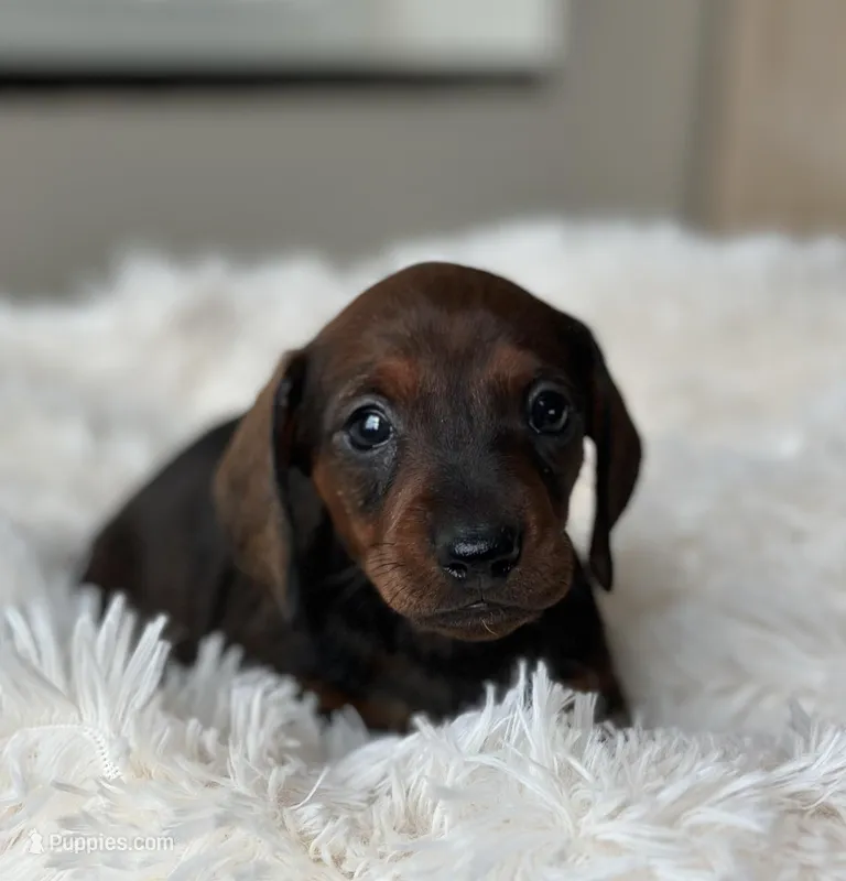 Claret – Miniature Dachshund puppy for sale in Crystal, MI