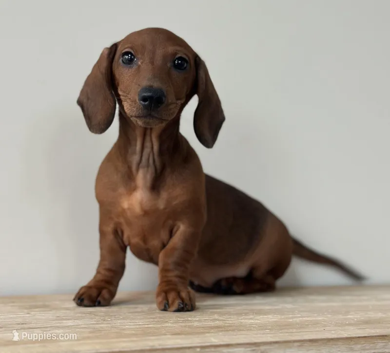 Shortcake – Miniature Dachshund puppy for sale in Crystal, MI