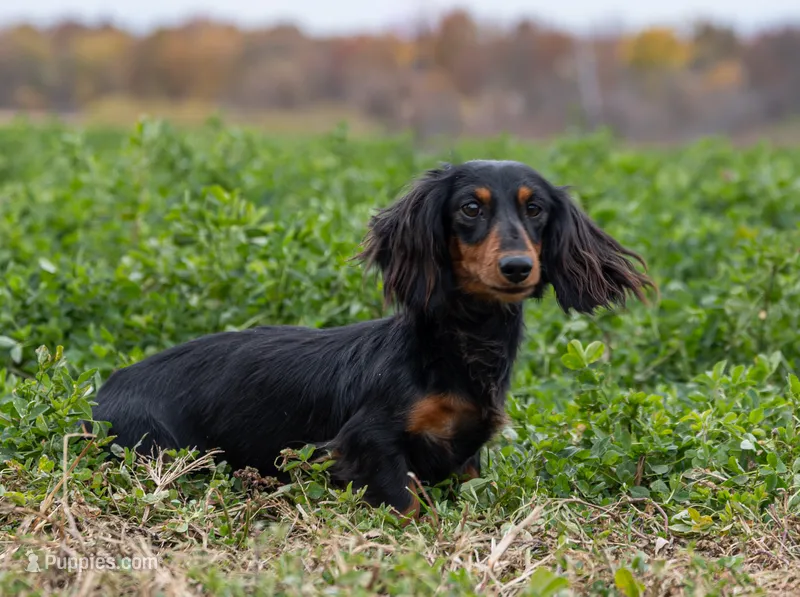 Eden – Miniature Dachshund puppy for sale in Crystal, MI