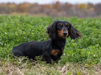 Eden, a female Miniature Dachshund for sale in Crystal, MI – 1 of 1