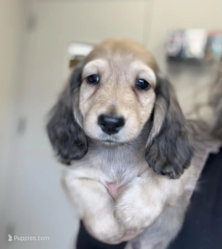 Tug, a male Miniature Dachshund for sale in Crystal, MI – Photo 1 of 1
