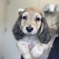 Tug, a male Miniature Dachshund for sale in Crystal, MI – Photo 2 of 2