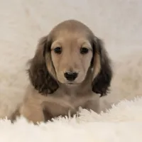 Tug, a male Miniature Dachshund for sale in Crystal, MI – Photo 1 of 2