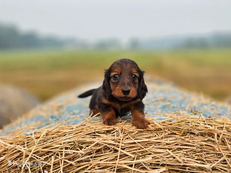 Garnet – Dachshund puppy for sale in Crystal, MI