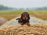 Garnet, a female Dachshund for sale in Crystal, MI – 1 of 1