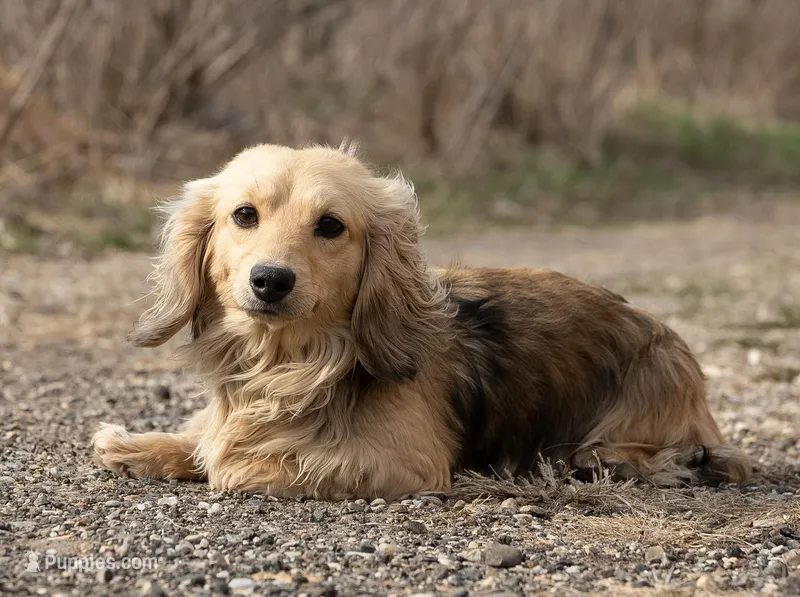 Gina – Miniature Dachshund puppy for sale in Crystal, MI