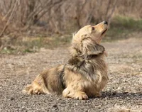 Gina, a female Miniature Dachshund for sale in Crystal, MI – Photo 2 of 2