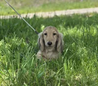 Tug, a male Miniature Dachshund for sale in Crystal, MI – 1 of 1