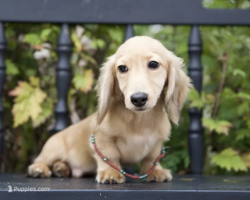 Ian – Dachshund puppy for sale in Crystal, MI
