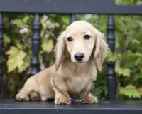 Ian, a male Dachshund for sale in Crystal, MI – 1 of 1