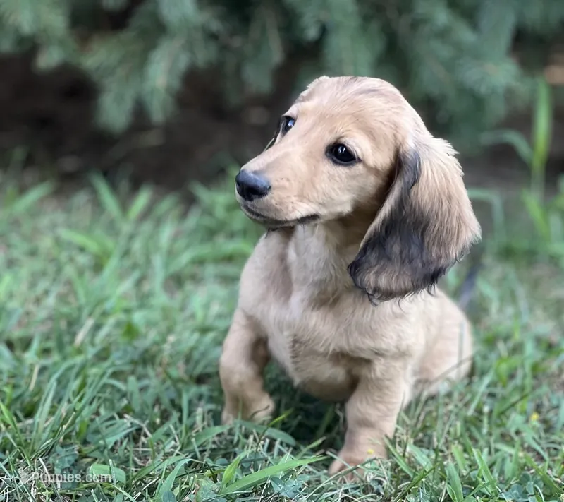 Lucy – Miniature Dachshund puppy for sale in Crystal, MI