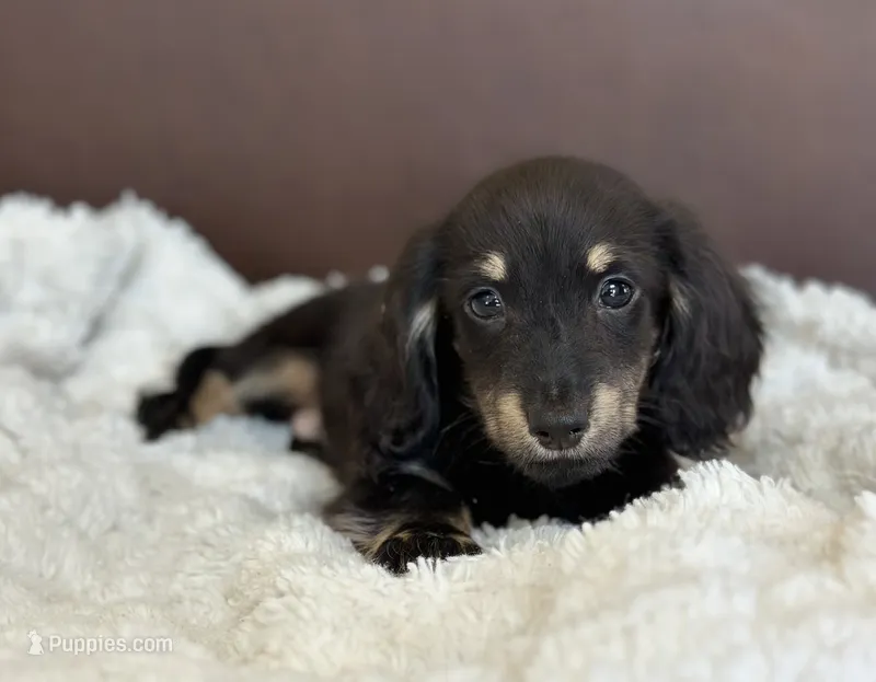 Fum – Dachshund puppy for sale in Crystal, MI