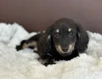 Fum, a female Dachshund for sale in Crystal, MI – 1 of 1