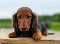 Jambalaya, a male Miniature Dachshund for sale in Crystal, MI – 1 of 1