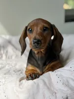 Red Baby, a female Dachshund for sale in Crystal, MI – 1 of 1