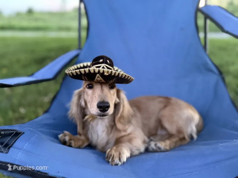 Tugboat – Dachshund puppy for sale in Crystal, MI