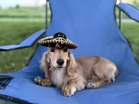 Tugboat, a male Dachshund for sale in Crystal, MI – 1 of 1