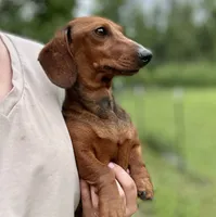 Pop Pop, a female Dachshund for sale in Crystal, MI – 2 of 2