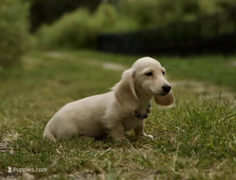 Barree – Miniature Dachshund puppy for sale in Crystal, MI