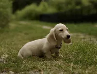 Barree, a male Miniature Dachshund for sale in Crystal, MI – 1 of 1