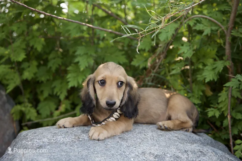 Frederick – Miniature Dachshund puppy for sale in Crystal, MI