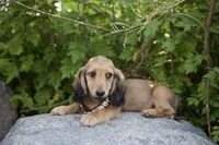 Frederick, a male Miniature Dachshund for sale in Crystal, MI – 1 of 1