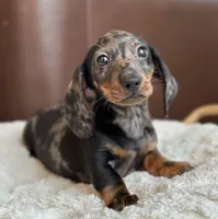 Dom’s boy, a male Miniature Dachshund for sale in Crystal, MI – Photo 2 of 2