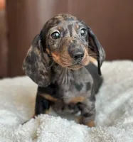 Dom’s boy, a male Miniature Dachshund for sale in Crystal, MI – Photo 1 of 2