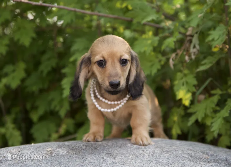 Lee Low – Miniature Dachshund puppy for sale in Crystal, MI