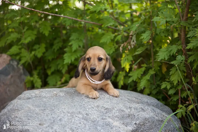 Lee Low – Miniature Dachshund puppy for sale in Crystal, MI