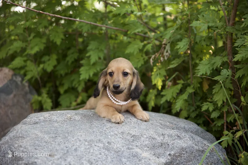 Lee Low – Miniature Dachshund puppy for sale in Crystal, MI