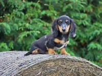 Harley, a male Miniature Dachshund for sale in Crystal, MI – 1 of 2