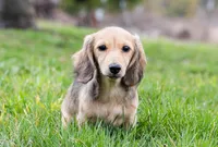 Madonna, a female Miniature Dachshund for sale in Crystal, MI – Photo 2 of 2