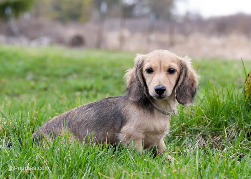 Madonna – Miniature Dachshund puppy for sale in Crystal, MI