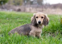 Madonna, a female Miniature Dachshund for sale in Crystal, MI – Photo 1 of 2