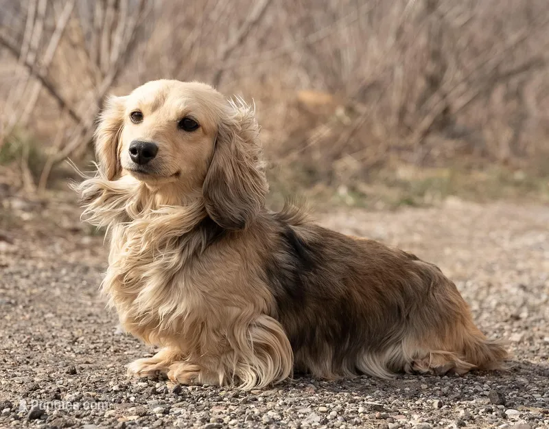 Gina – Miniature Dachshund puppy for sale in Crystal, MI