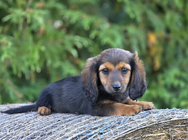 Reba McEntire – Dachshund puppy for sale in Crystal, MI