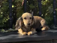 Lewis, a male Miniature Dachshund for sale in Crystal, MI – 1 of 1